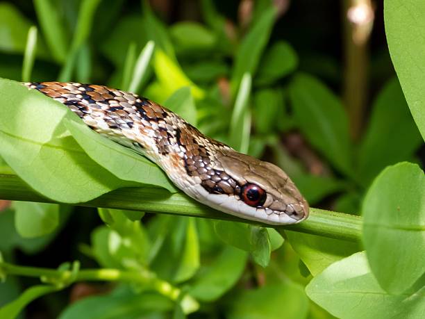 istock Snake amidst lush green foliage. 2207903809