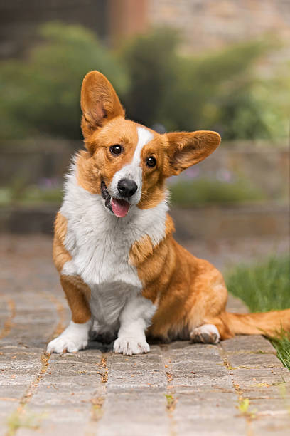 istock Welsh Corgi with Curious Head Tilt Sitting on Garden Walkway 2207903922