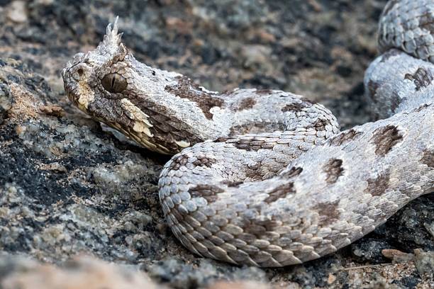 istock Horned viper camouflaged on rocky terrain. 2207904455