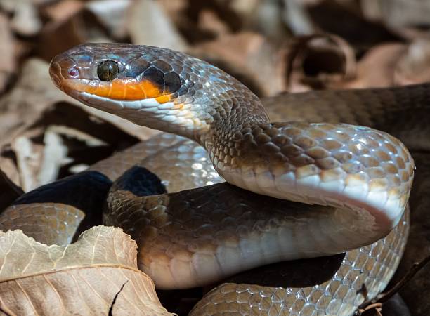 istock Vibrant snake resting on dry leaves. 2207904472