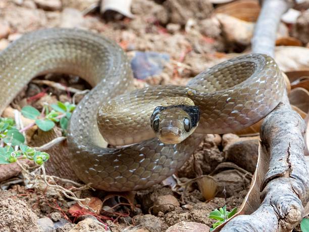 istock Close-up of a coiled snake on earthy ground. 2207904491