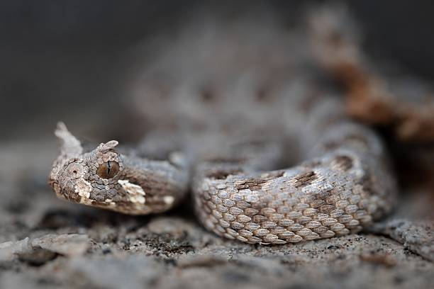 istock Horned Viper Close-Up on Rocky Terrain 2207904498