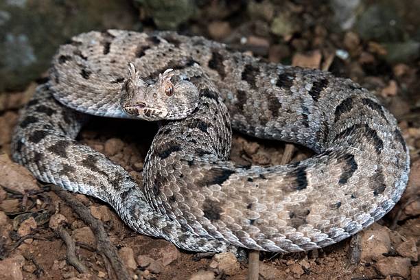 istock Horned viper snake coiled on forest floor. 2207904510