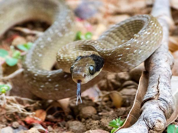 istock Close-up of a coiled snake on forest floor. 2207904512