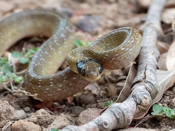 istock Close-up of a coiled snake on the ground. 2207904517
