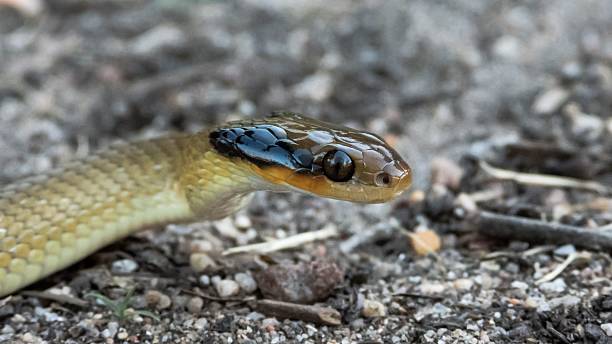 istock Close-up of a snake on rocky ground. 2207904523