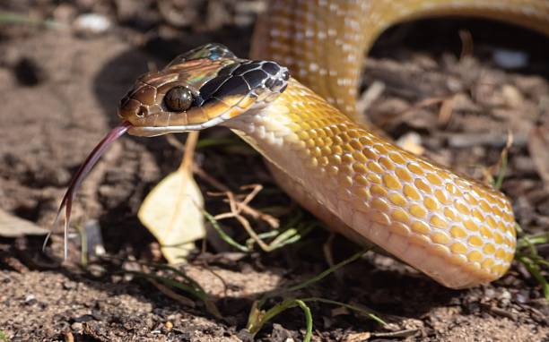 istock Snake close-up with sunlight on scales. 2207904534