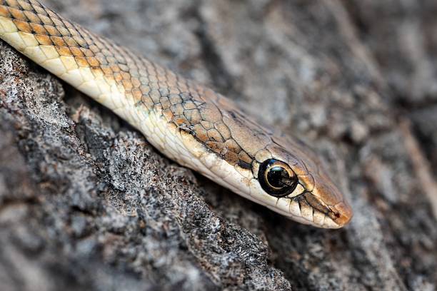 istock Close-up of snake head on textured bark. 2207904545