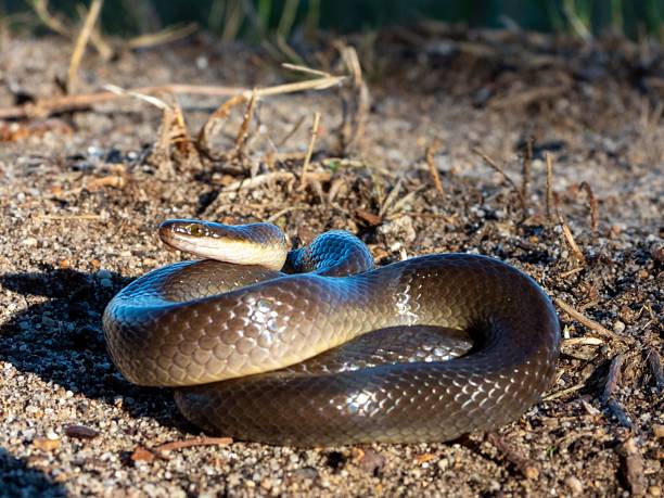 istock Coiled snake on sandy ground with shiny scales. 2207904626