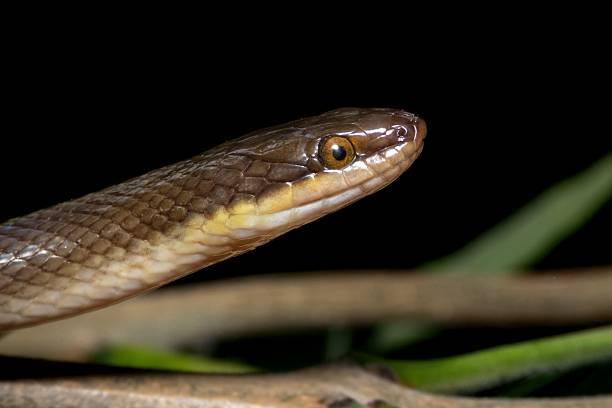 istock Snake head close-up with detailed scales. 2207904663