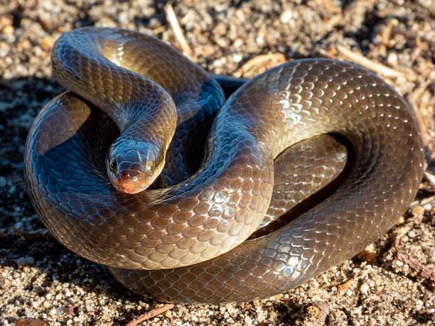 istock Close-up of a shiny brown snake on sandy ground. 2207904680