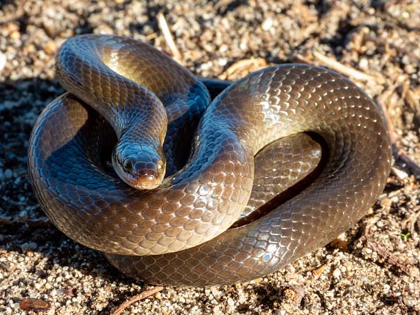 istock Coiled snake on sandy ground with glossy scales. 2207904684