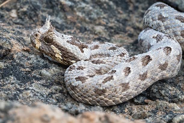 istock Horned viper on rocky terrain. 2207904701