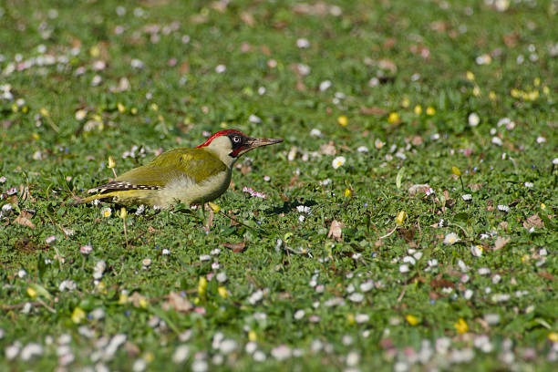 European green woodpecker is looking for food on the ground