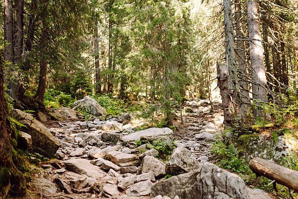 A beautiful scenic trail with rocky outcrops and dense forest on either side. Stunning mountain scenery. Nature, landscape concept.