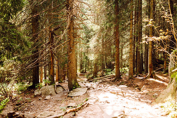 A beautiful scenic trail with rocky outcrops and dense forest on either side. Stunning mountain scenery. Nature, landscape concept.