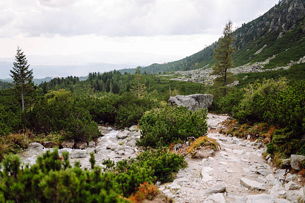 A beautiful scenic trail with rocky outcrops and dense forest on either side. Stunning mountain scenery. Nature, landscape concept.