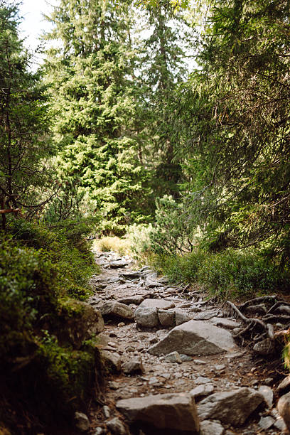 A beautiful scenic trail with rocky outcrops and dense forest on either side. Stunning mountain scenery. Nature, landscape concept.