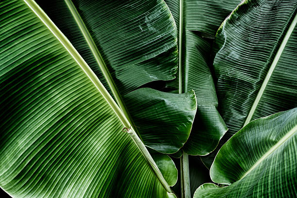 istock Banana leaf texture, Green nature background 2207907460