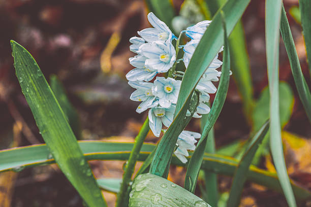 Flowers in the garden