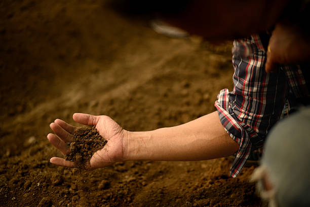 Close up of an agronomist analyzing soil quality for crop cultivation.
