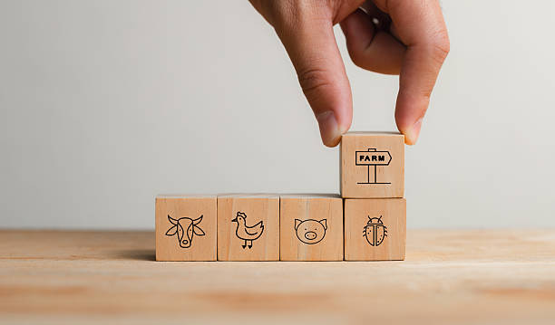 istock Hand Stacking Wooden Blocks with Farm Animal Illustrations on Wood 2207908637