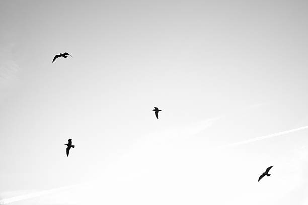 Seagulls glide gracefully through the clear sky, accompanied by gentle clouds and contrails. Wildlife photos of birds. Minimalist nature photography with freedom and lightness.