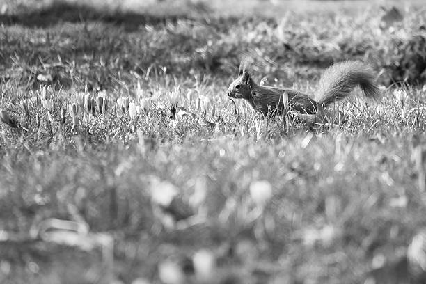 Red squirrel with bushy tail in the sunlight on a green meadow with crocus. Spring like nature mood with bright colors.