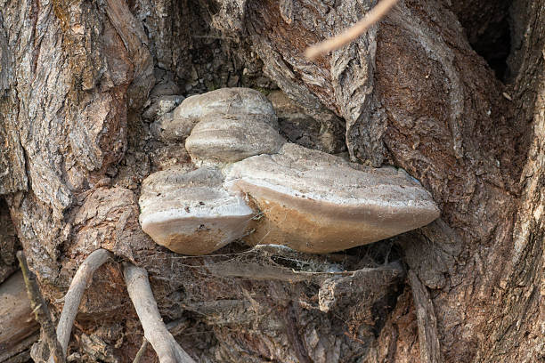 istock A mushroom grew on the trunk of an old tree 2207908887