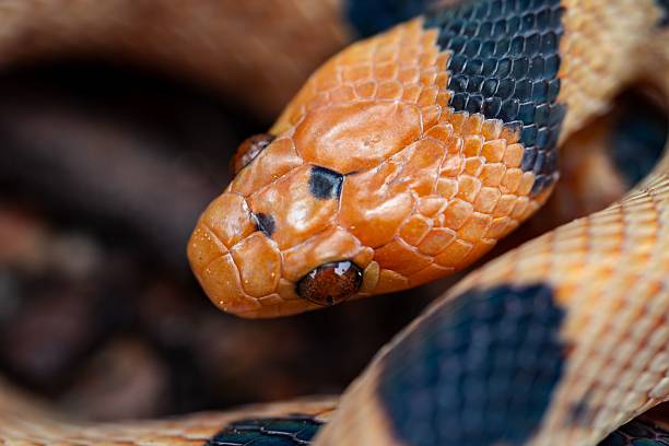 istock Vibrant Tiger Snake (Telescopus beetzi) with intricate scales 2207909021