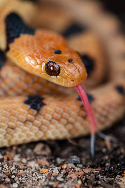 istock Vibrant Tiger Snake (Telescopus beetzi) close-up 2207909027