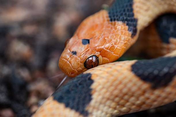 istock Colorful Tiger Snake (Telescopus beetzi) with intricate scales 2207909030