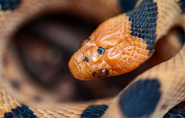 istock Colorful scales of a Tiger Snake (Telescopus beetzi) 2207909034