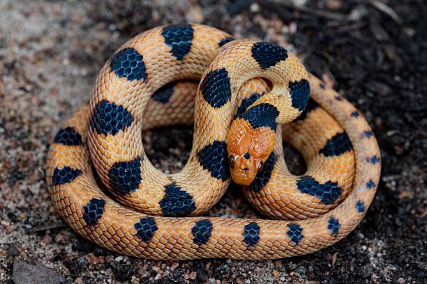 istock Orange and black spotted Tiger Snake (Telescopus beetzi) 2207909046