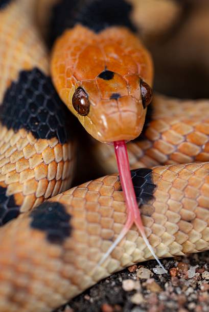 istock Colorful Tiger Snake (Telescopus beetzi) from Southern Africa 2207909050