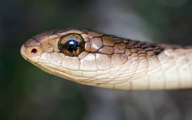istock Boomslang (Dispholidus typus) snake head with detailed scales 2207909073