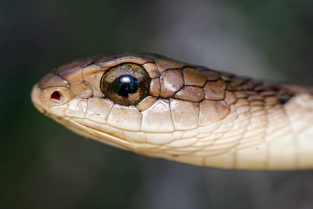 istock Boomslang (Dispholidus typus) snake head close-up 2207909116