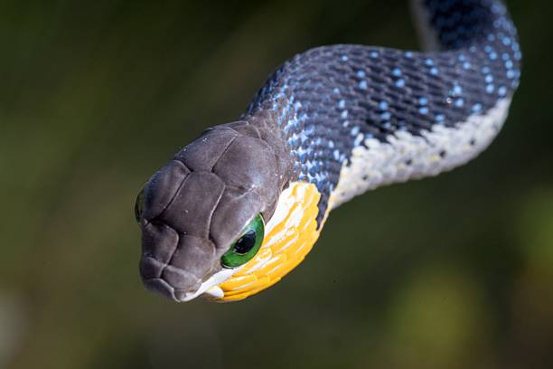 istock Colorful Juvenile Boomslang (Dispholidus typus) close-up 2207909120