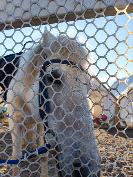 istock Horses within the wrought iron fence 2207909437