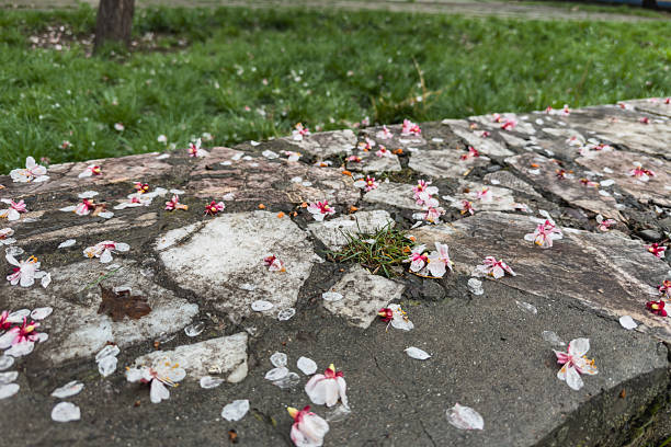 istock Fallen plum blossoms on a city lawn, blurred background, selective focus. 2207910861