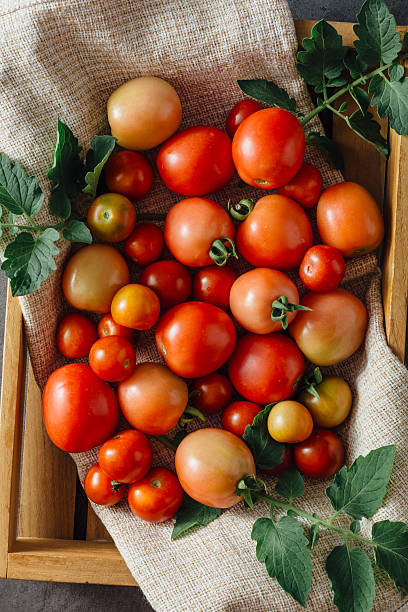Fresh Ripe Tomatoes in Various Sizes Arranged on a Rustic Linen Cloth and Wooden Tray