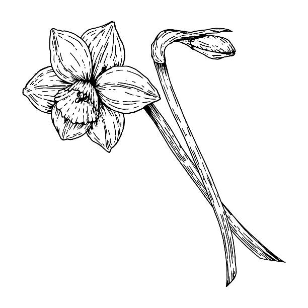 istock Vector illustration of a blooming daffodil with a bud. Hand drawn in ink line art style. Monochrome black and white sketch perfect for spring design, Easter decor and 8 March floral compositions. 2207911745