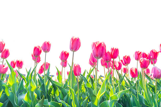 istock Beautiful tulips are in full bloom 2207911880