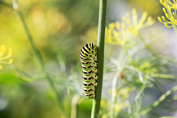 istock Caterpillar of swallowtail butterfly 2207913593