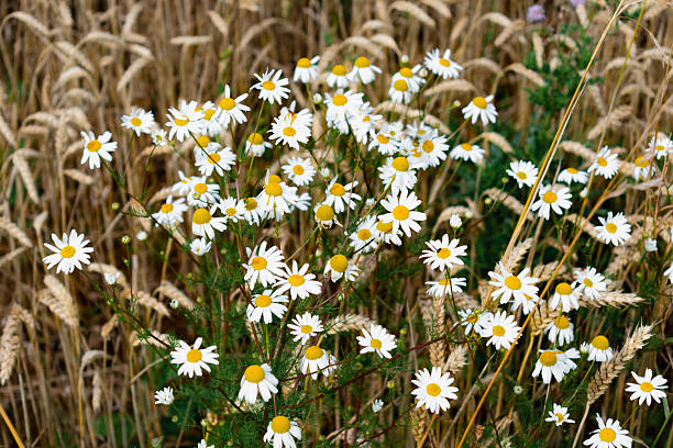 Wild chamomile along the path of a field, matricaria chamomilla