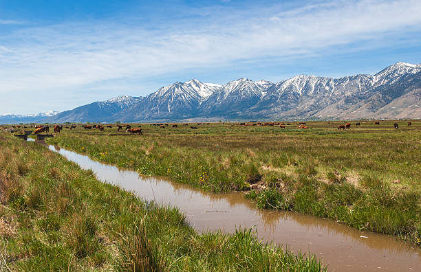 istock The Carson Range Spur of the Sierra Nevada mountains in Nevada 2207915038