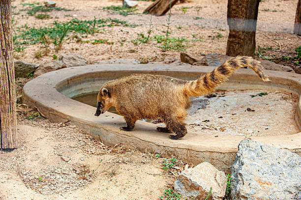 Ring - Tailed Coati (Nasua nasua)