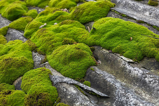 Green moss and algae on slate roof tiles.