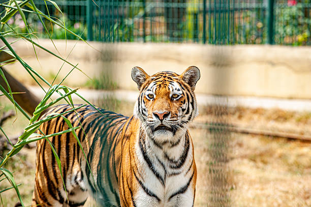 Amur Tiger (Pantera tigris altaica)