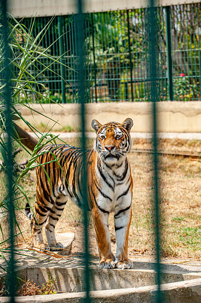 istock Siberian Tiger staring intently behind bars 2207915891